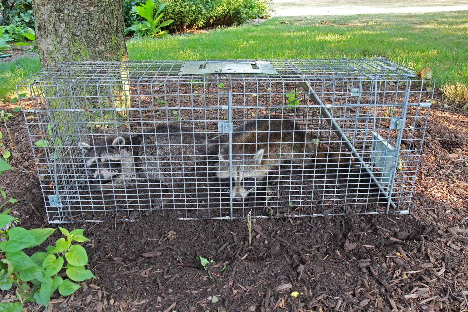 animal-trapping-removal