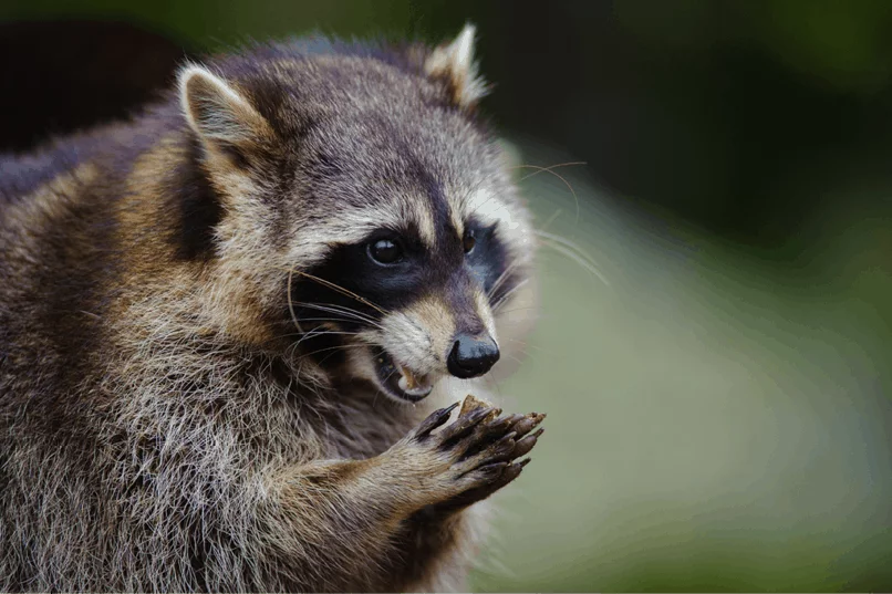 wildlife-control-img